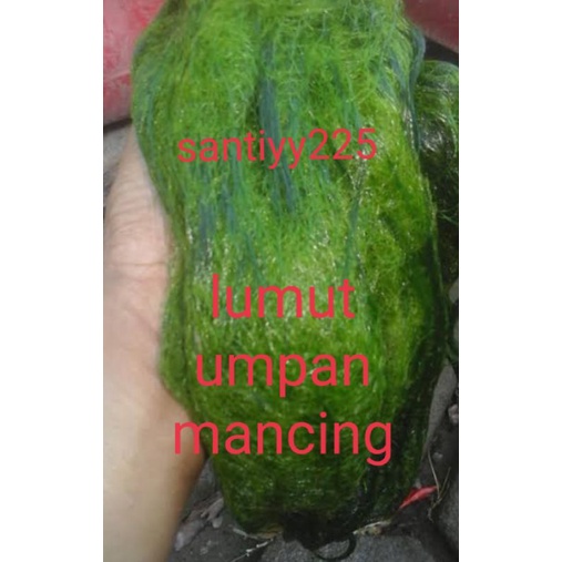 jual lumut/lukut umpan mancing ikan nila