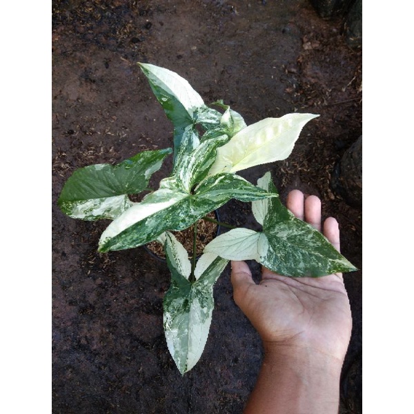 Sygonium Albo varigata