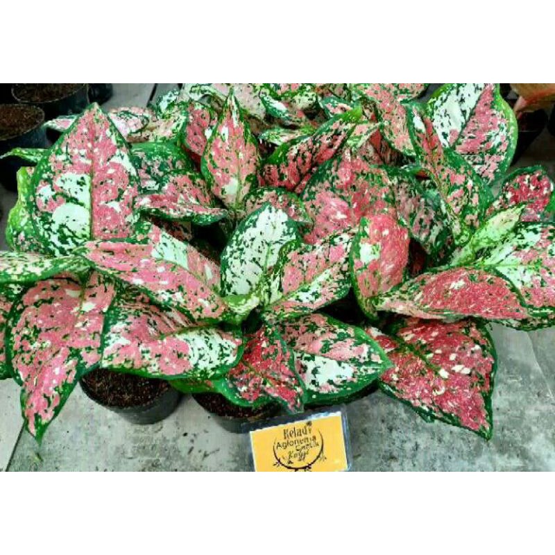 AGLONEMA DUT TRICOLOUR