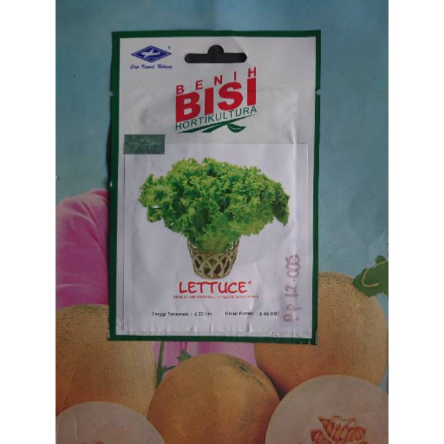 Benih Bibit Selada Keriting Hijau LETTUCE