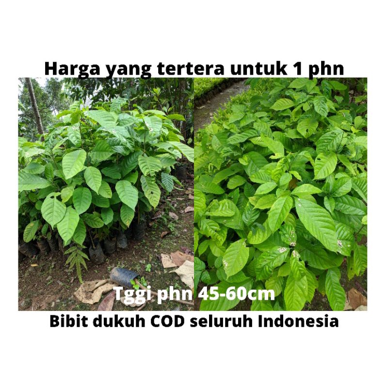 Bibit buah - Bibit duku - bibit duah duku - dukuh - bibit duku