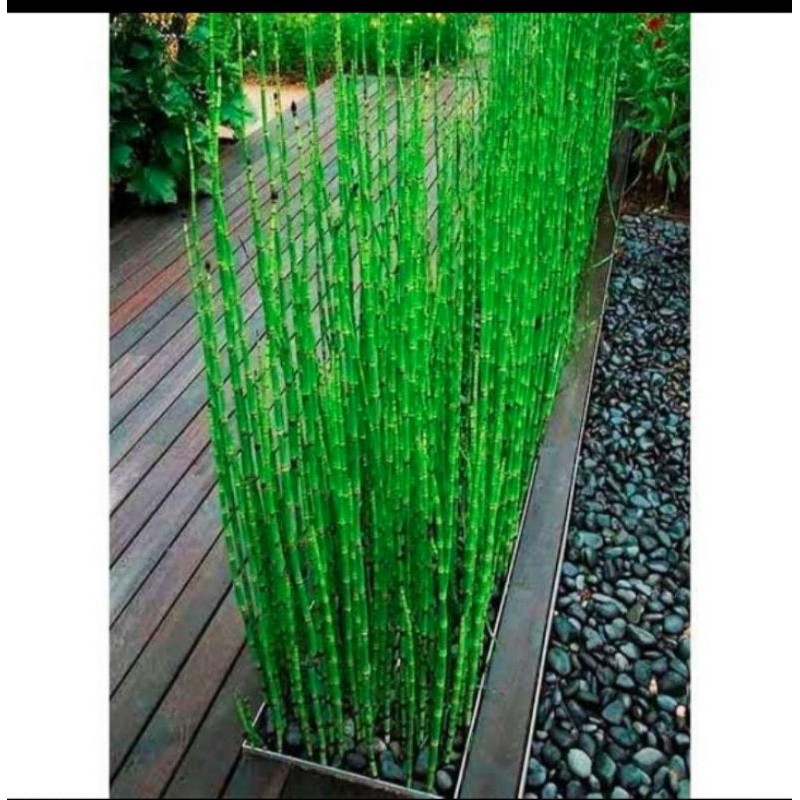 Tanaman bibit bunga bambu air