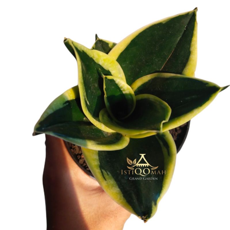 Tanaman Hias Sansivera , sansiviera pagoda jenis jumbo bukan mini. lidah mertua