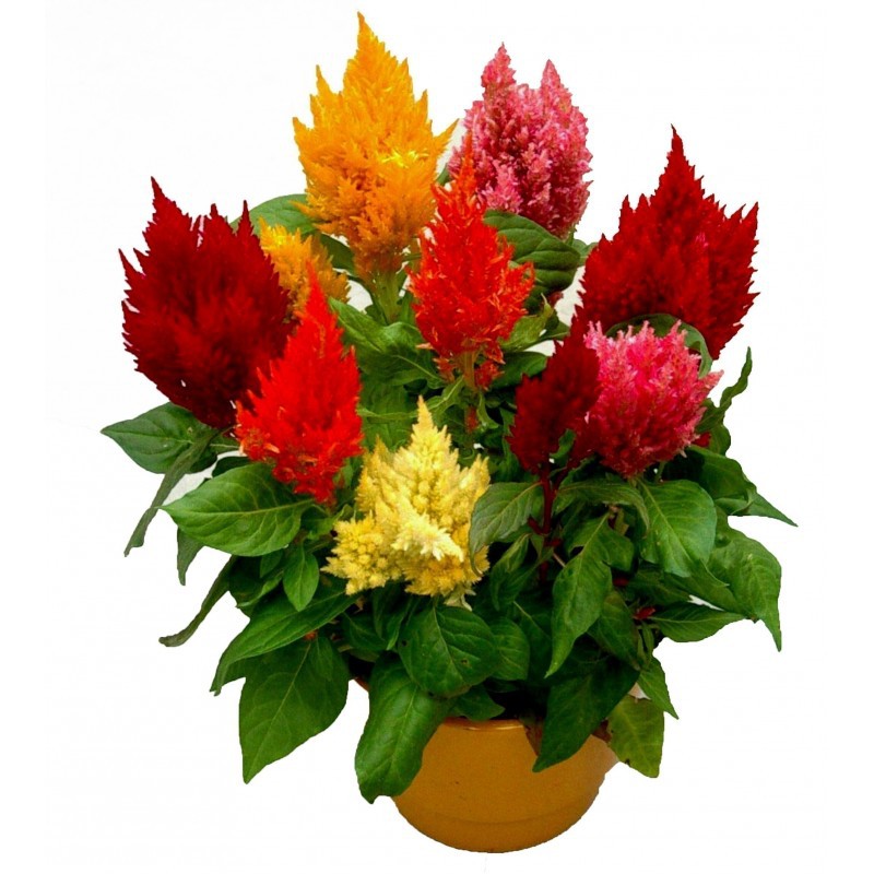 Benih Bibit Biji - Bunga Celosia Pagoda Mixed Flower Seeds