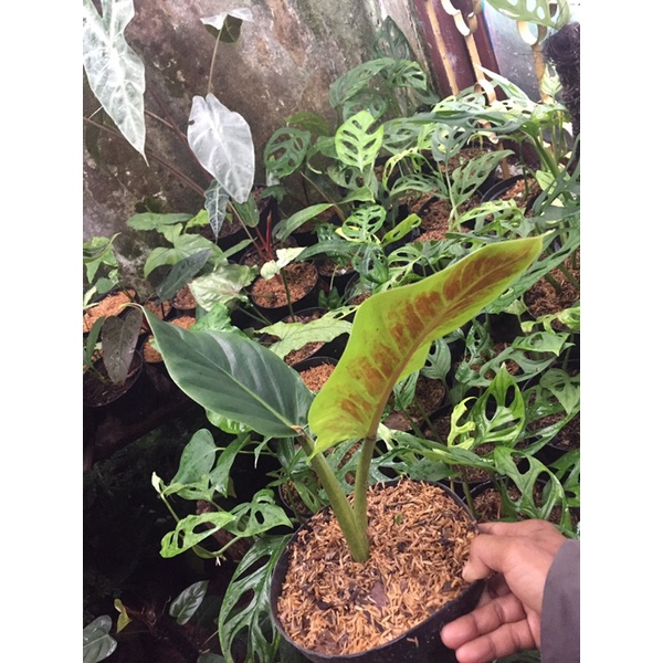philodendron subhastatum