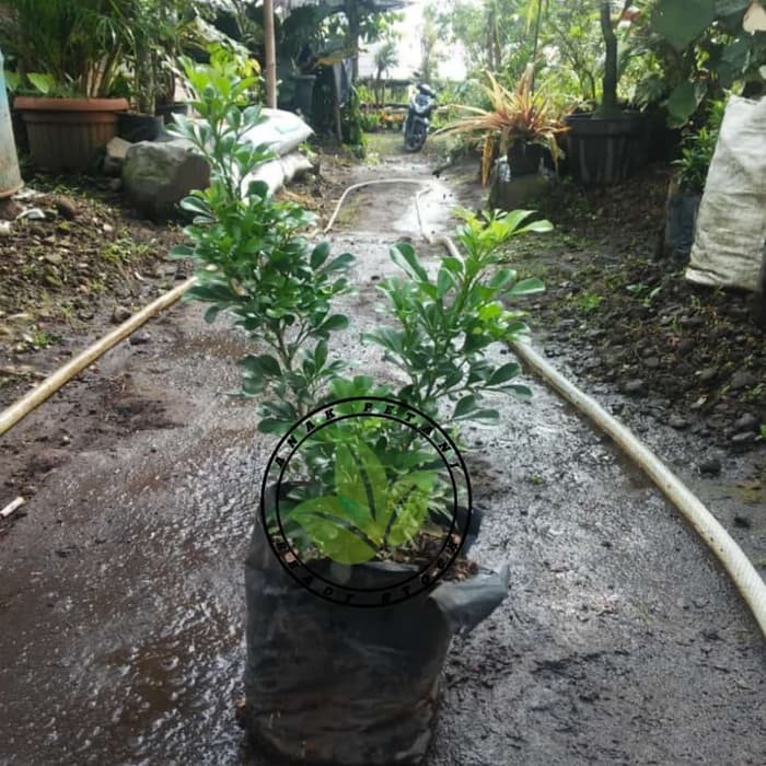 BIBIT POHON TANAMAN DAUN BUNGA CULAN/PACAR CINA