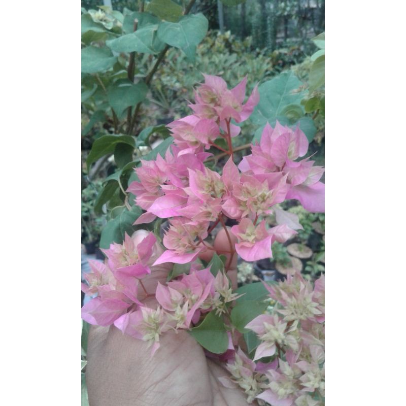 Bougenville Bunga tumpuk pink / Bougenville Hawai Pink
