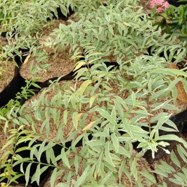 Anting putri Micro Varigata