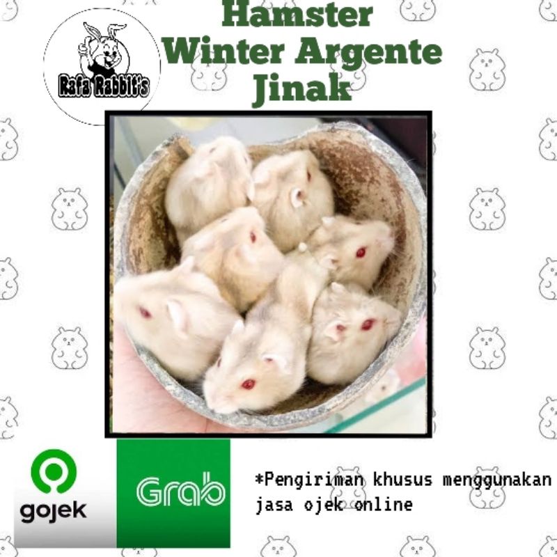 hamster winter argente jinak lucu menggemaskan khusus gojek