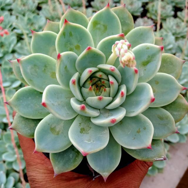 Tanaman hias sukulen, echeveria chihuahuaensis
