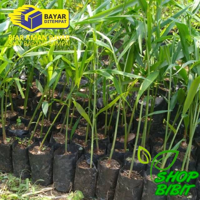 Bibit jahe merah original asli jahe merah