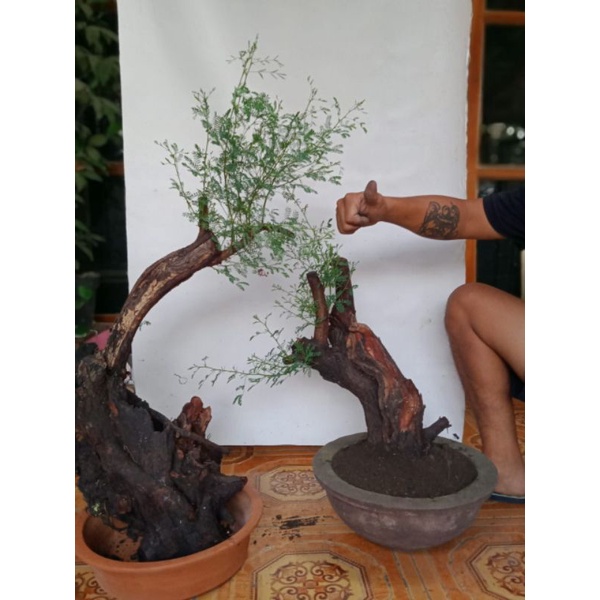 Bahan Bonsai Klampis Ireng/Arabika uk Large(trubus)