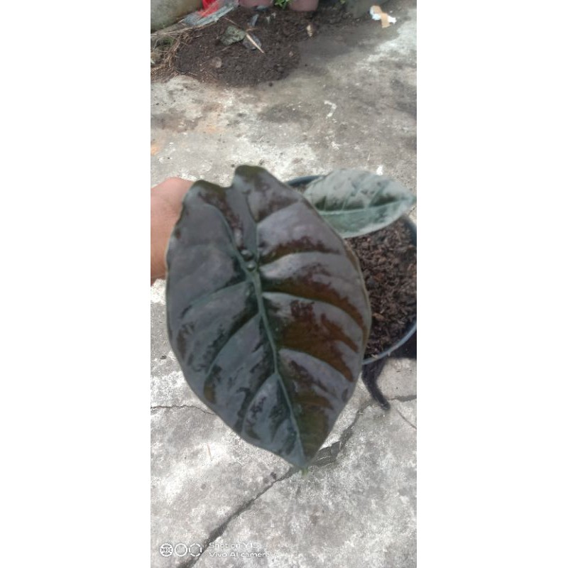 alocasia infernalis