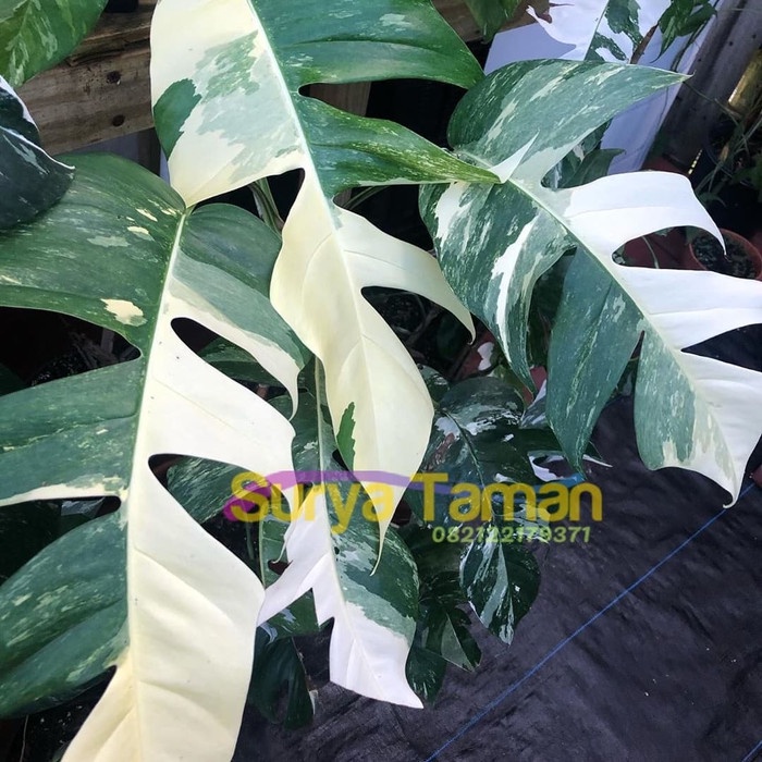 Bibit Monstera Epipremnum Variegata - Monstera Variegata