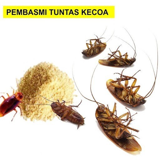 Racun Kecoa Bubuk Anti Cockroach Killing Bait Powder Serbuk Obat Pembasmi Koloni Sarang Pest Control