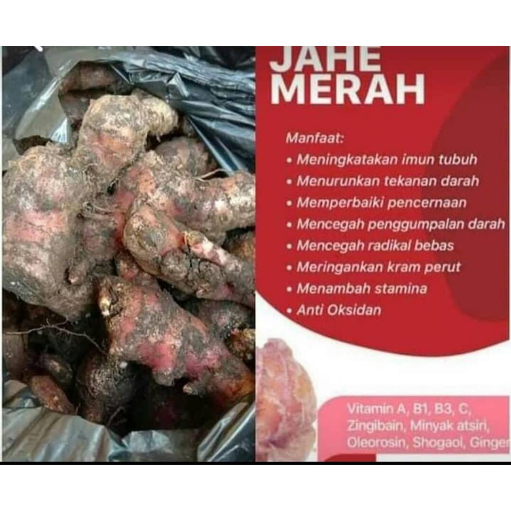 JAHE MERAH SEGAR 500 GR KUALITAS SUPER