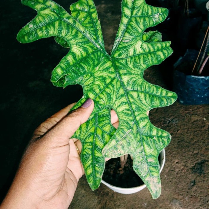 bongol / bibit / alocasia jacklyn / tanaman / sulawesi SP / SP /pcs