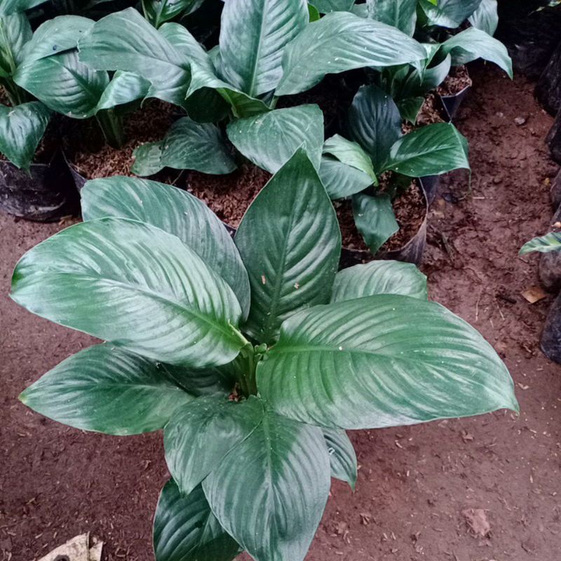 Tanaman Peace Lily Bangkok -  Bunga hias Spathupilum Muanaloa -  sepatupilm Bangkok - pohon Penyerap