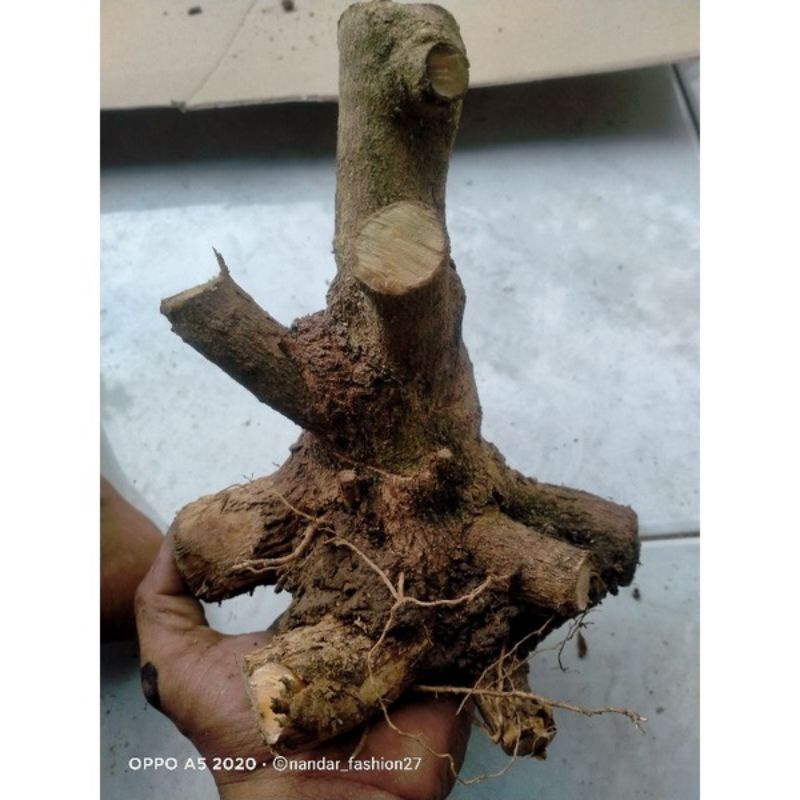 dongkelan bonsai lantana PING GADING 6k