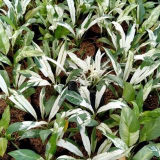 tanaman hias peace lily sepatu filum pilum variegata ...