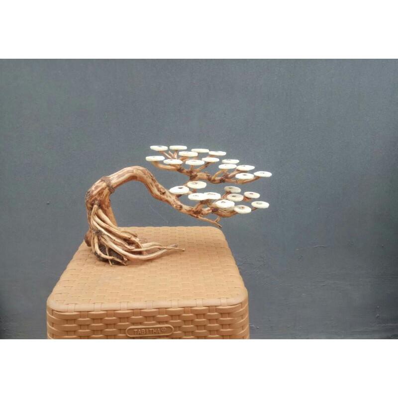 Bonsai aquascape doyong