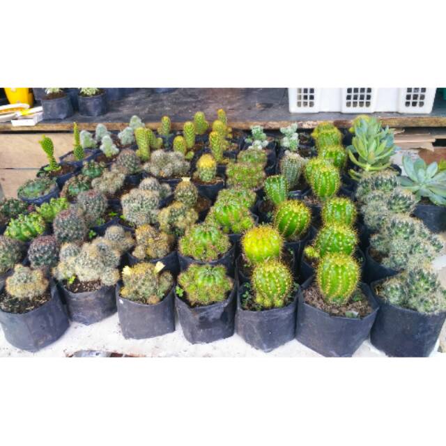  kaktus  ownroot mini  minimal 10 pieces Shopee Indonesia
