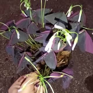 Tanaman Hias Bunga Kupu Kupu Bauhinia Purpurea Tanaman Tanaman Hias Bunga Kupu Kupu Bauhinia Purpurea Tanaman