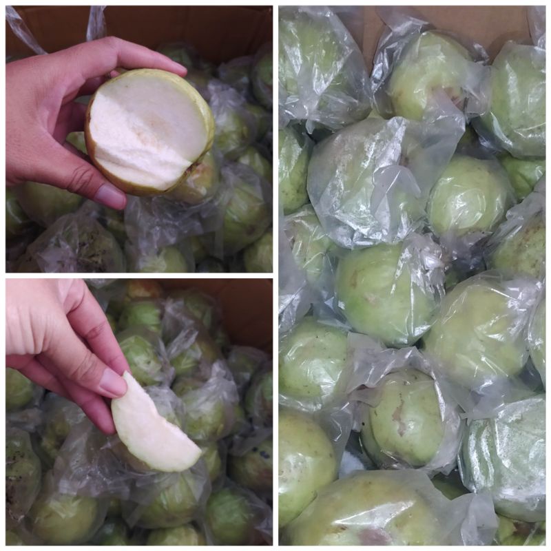 

jambu kristal kebumen