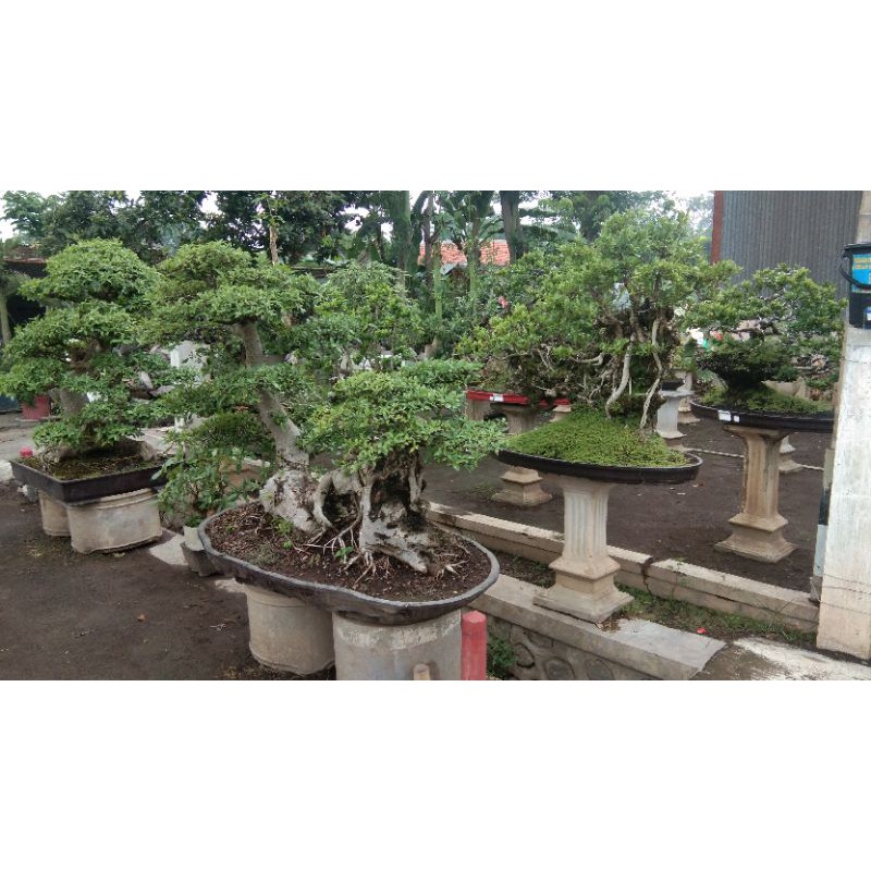 

pembukaan toko tanaman saya