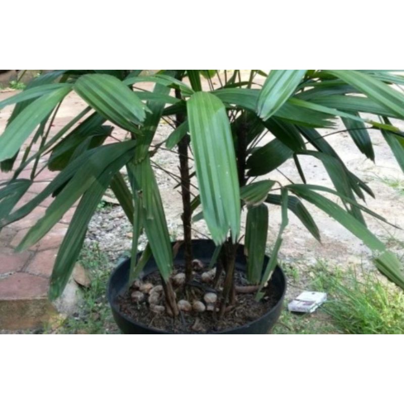 terbaru bibit waregu tanaman waregu segar