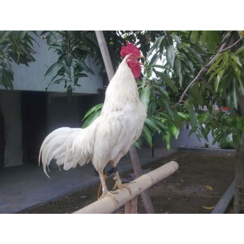 

TELUR AYAM KETAWA DANGDUT GRETEK SLOW UNTUK DI TETASKAN