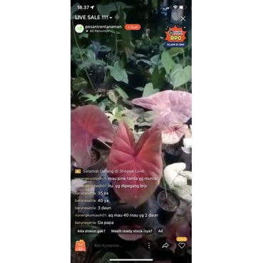 caladium hybrid