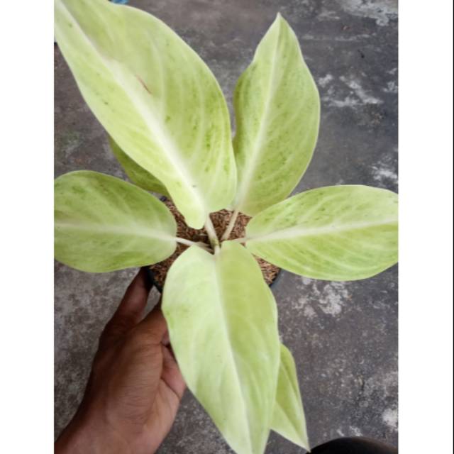Aglonema sundrop