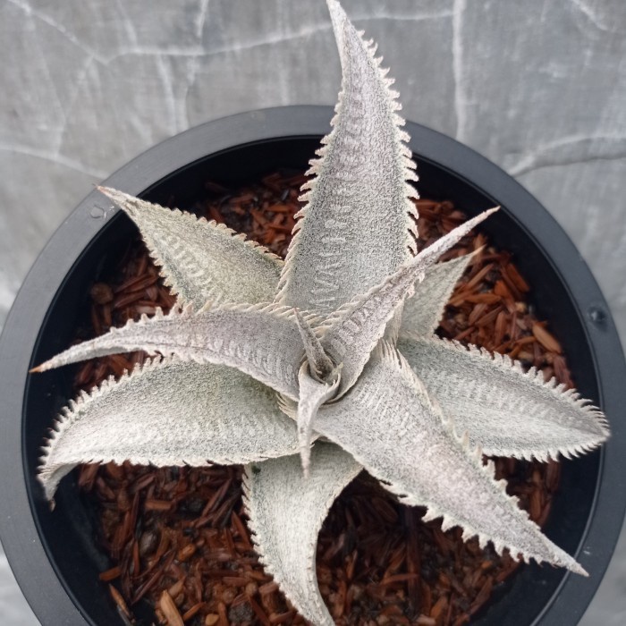 dyckia marnier-lapostollei