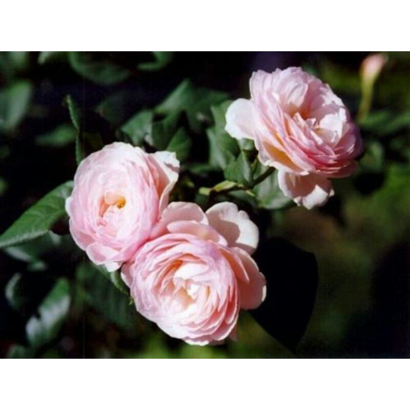 tanaman hias baby rose