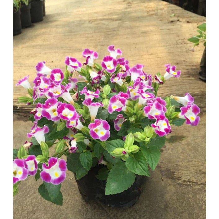 Bunga Torenia pink putih