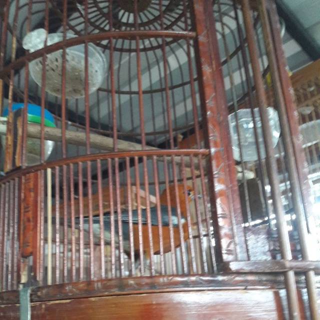 Anis merah...bocor gacor teler