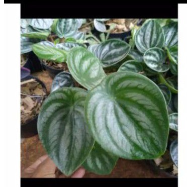 Tanaman Peperomia Watermelon Tanaman Watermelon Tanaman Peperomia