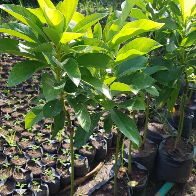 bibit alpukat markus/miki/aligator