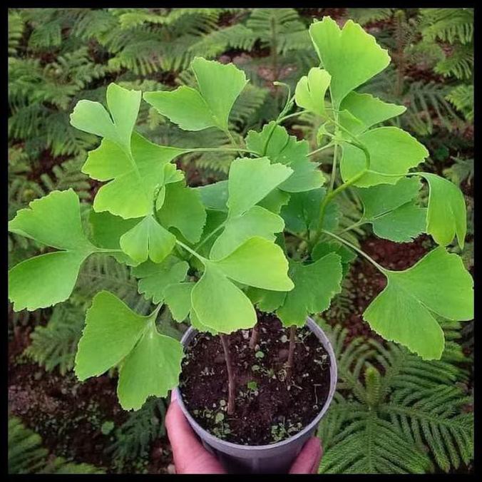 Sale Biji Benih Seed Tanaman Herbal Hias Ginkgo Biloba Bergaransi Terbaru