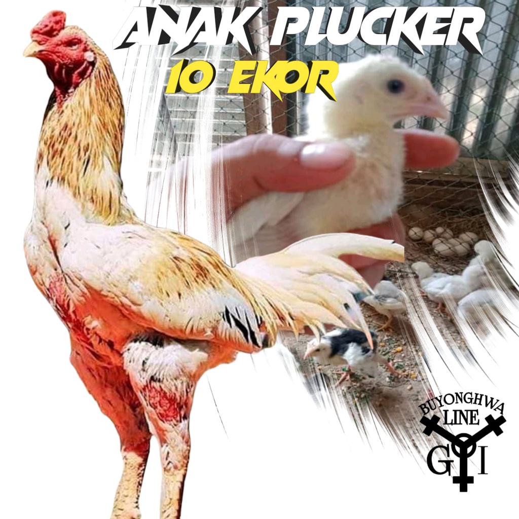 Anakan ayam King plucker paket 10 ekor