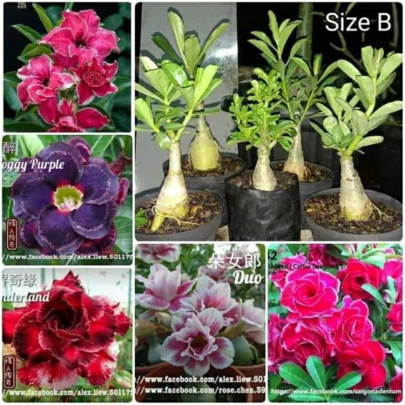 

PROMO!!! PAKET 5 JENIS BIBIT ADENIUM KAMBOJA JEPANG BUNGA TUMPUK MURAH