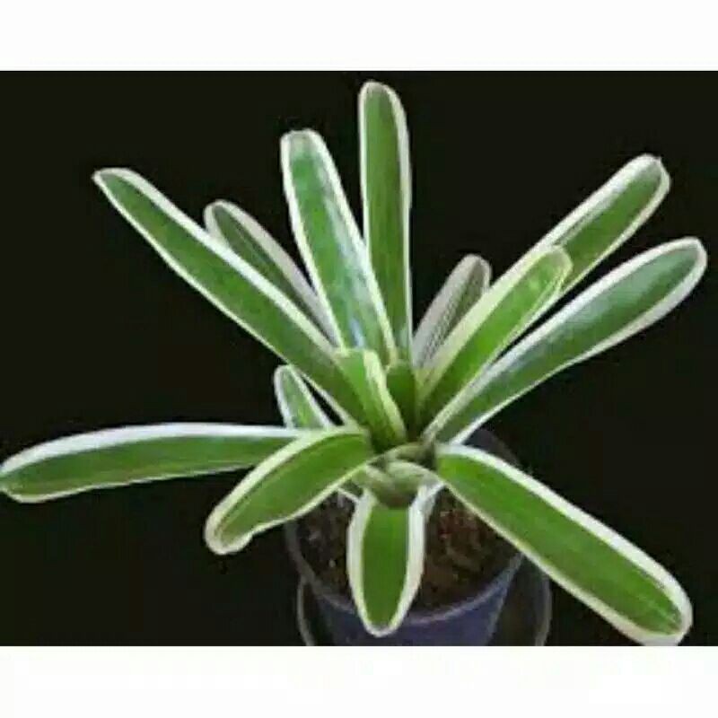 tanaman hias bromelia putih mini-bibit bromelia putih mini-pohon bromelia putih mini tanaman hias
