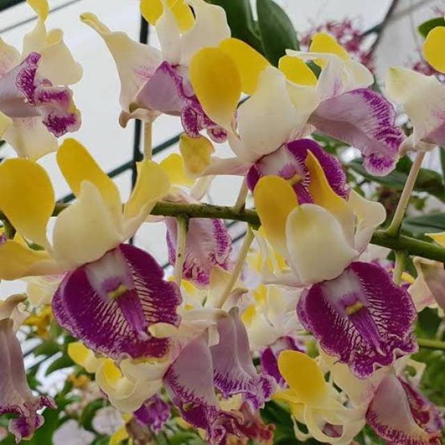 Anggrek Dendrobium imelda marina masagung dewasa