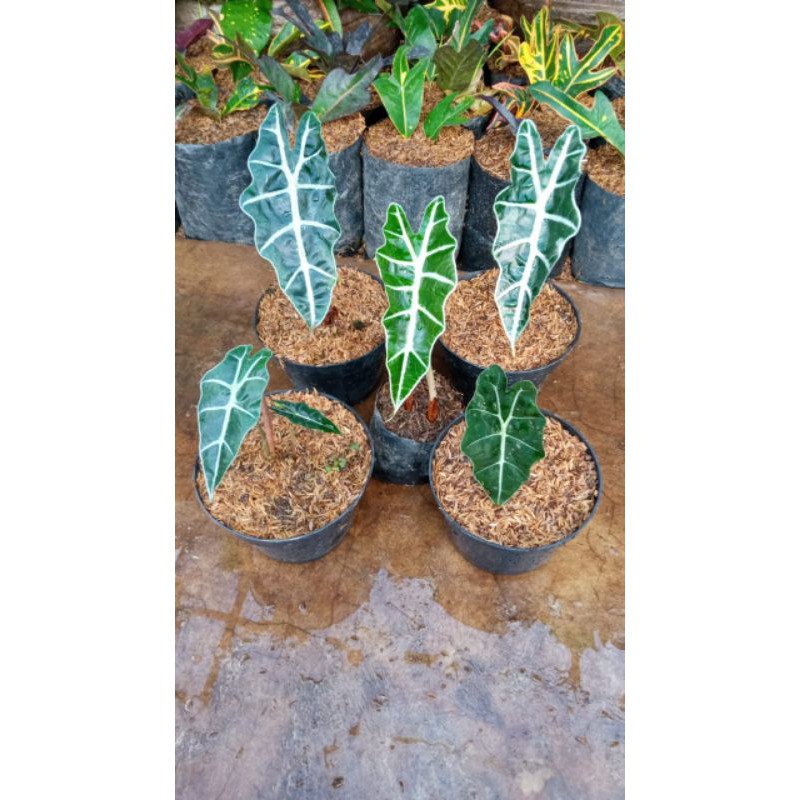 bunga keladi amazon
