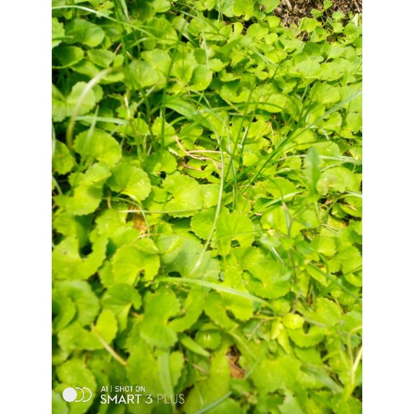 

daun antanan atau pegagan segar100gr