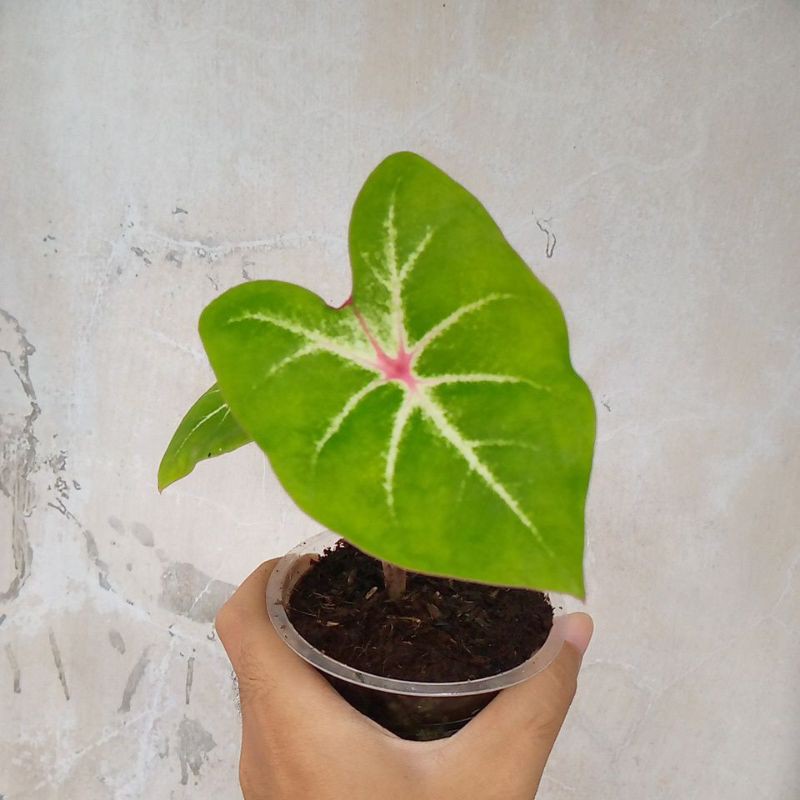 Tanaman Keladi Pink Cloud