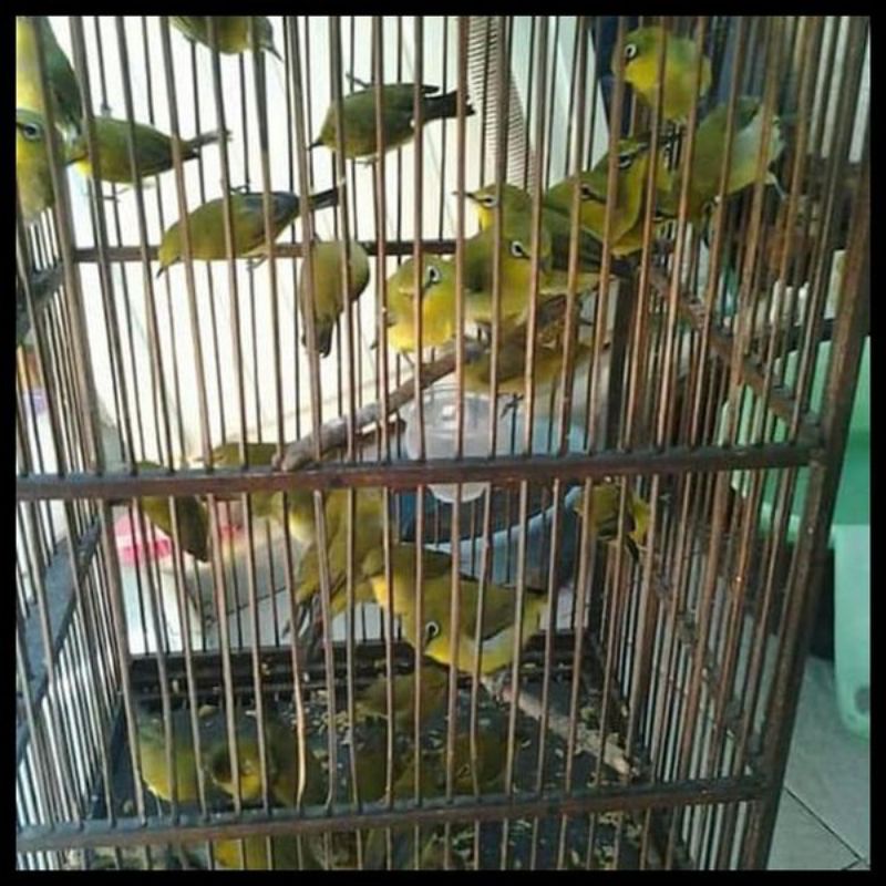 Bahan pleci dakun garut ori jaminan jantan