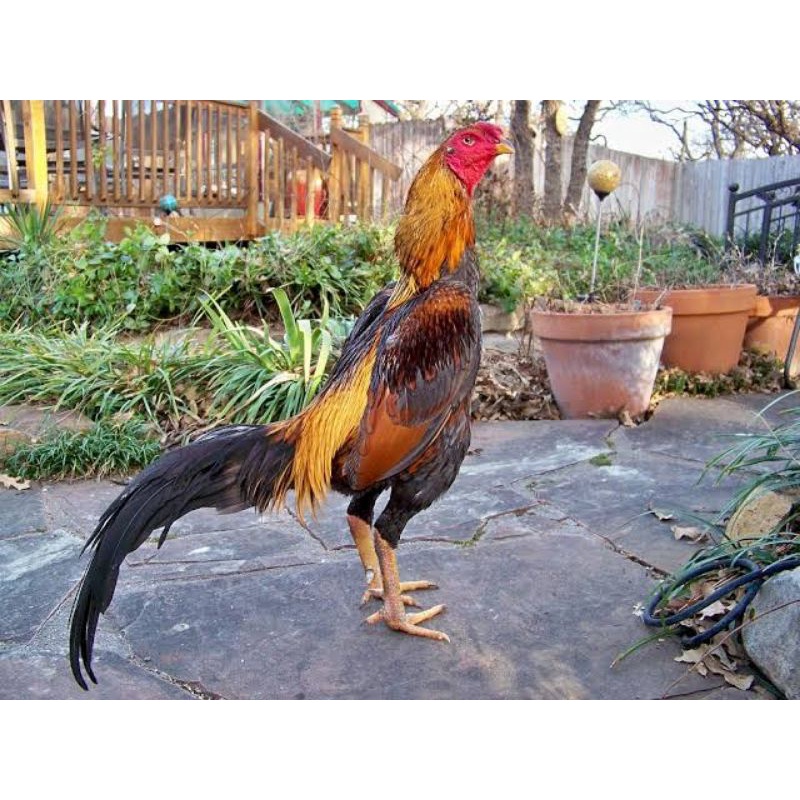 

TELUR AYAM BANGKOK SHAMO BRAZIL BESAR KUAT PETARUNG ADUAN FERTIL UNTUK DITETASKAN