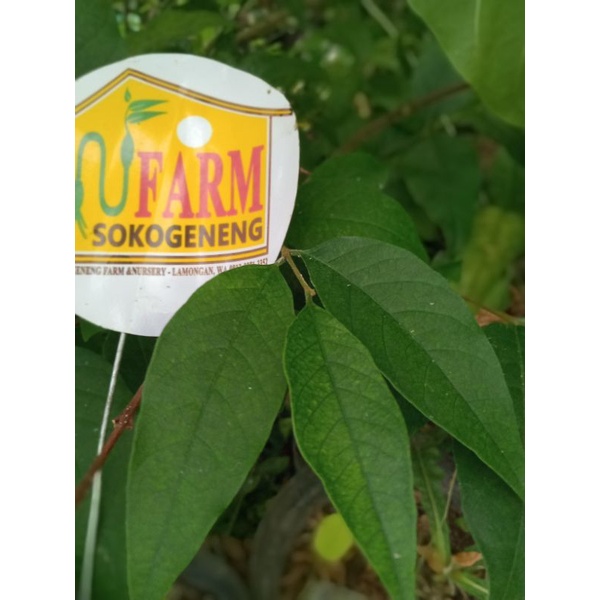 bibit mentaos cutting stek batang mentaos steck bonsai mentaos kayu perkebunan